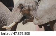 African elephant chewing on hay in enclosure. Стоковое видео, видеограф Константин Шишкин / Фотобанк Лори