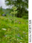 Крапива двудомная (Urtica dioica) Стоковое фото, фотограф Александр Тараканов / Фотобанк Лори