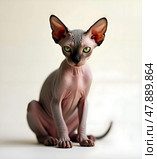 Кот, кошка, котенок породы Сфинкс изолированный на белом фоне/ Young cute purebred Don sphinx cat isolated on a white background. Стоковое AI-изображение, AI-художник Iva Noel / Фотобанк Лори