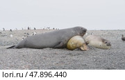 three Elephant seals resting in Antarctica. Стоковое видео, видеограф Vladimir / Фотобанк Лори