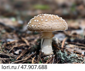 Мухомор пантерный. Close-up photo of poisonous panther cap or Amanita pantherina mushroom growing in forest. Natural background. Стоковое фото, фотограф Сергей Пристяжнюк (Serg Zastavkin) / Фотобанк Лори