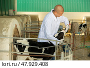 Veterinarian checks health of small calf in cowshed. Стоковое фото, фотограф Яков Филимонов / Фотобанк Лори