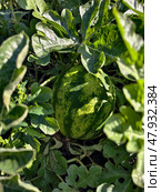 Бахча. Арбуз под листьями. Watermelon fruit surrounded by stems and leaves in the garden. Стоковое фото, фотограф Сергей Пристяжнюк (Serg Zastavkin) / Фотобанк Лори