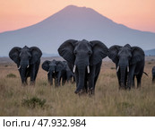 Elephants Wander Through Serengeti Grass, Mount Kilimanjaro in the Background, Embodying Wildlife Tourism and Conservation. Стоковое AI-изображение, AI-художник Sergey Grishin / Фотобанк Лори