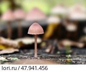 Close-up photo of Mycena mushroom growing on tree stump in forest. Natural macrophotography fungal background. Стоковое фото, фотограф Сергей Пристяжнюк (Serg Zastavkin) / Фотобанк Лори
