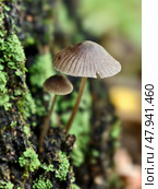 Close-up photo of Mycena mushroom growing on tree trunk in forest. Natural macrophotography fungal background. Стоковое фото, фотограф Сергей Пристяжнюк (Serg Zastavkin) / Фотобанк Лори