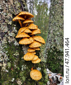 Чешуйчатка золотистая или Королевский опёнок. A group of fungus golden pholiota or adiposa (Pholiota aurivella or adiposa) on the bark of a tree in a forest. Стоковое фото, фотограф Сергей Пристяжнюк (Serg Zastavkin) / Фотобанк Лори