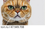 Angry cat isolated on white. Ginger tabby British shorthair cat portrait looking serious. Grumpy kitten seated. Striped furious cat with unhappy dissatisfied face. Feline giving you a disdainful look. Стоковое AI-видео, аниматор Марина Демидюк / Фотобанк Лори