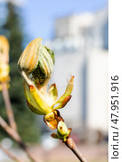 A Beautiful and Bright Spring Budding Leaf on Tree Branch Glowing in the Warm Light. Стоковое фото, фотограф Аксенова Вера / Фотобанк Лори