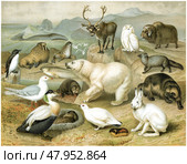 Color illustration of Arctic fauna with polar bear, wolverine, blue fox, snow hare, lemming, reindeer, musk ox, walrus, seal, sea otter, whales, and birds. Publication of the "Meyers encyclopedia", Vol. 6, Leipzig, Germany, 1910. Стоковая иллюстрация, иллюстратор Sergey Kohl / Фотобанк Лори