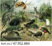 Color illustration of Australian fauna including kangaroos, emus, birds, and unique marsupials. Publication of the "Meyers encyclopedia", Vol. 6, Leipzig, Germany, 1910. Стоковая иллюстрация, иллюстратор Sergey Kohl / Фотобанк Лори