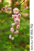 Prunus triloba Multiplex, shrubby cherry, which has double pink flowers. Стоковое фото, фотограф Валерия Попова / Фотобанк Лори