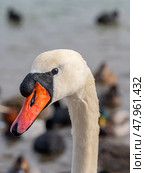 Голова большого красивого лебедя. Close-up of the swan's head. Стоковое фото, фотограф Татьяна Д / Фотобанк Лори