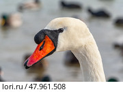 Голова большого красивого лебедя. Close-up of the swan's head. Стоковое фото, фотограф Татьяна Д / Фотобанк Лори