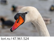 Голова большого красивого лебедя. Close-up of the swan's head. Стоковое фото, фотограф Татьяна Д / Фотобанк Лори