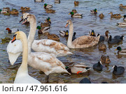 Большие красивые лебеди и утки плавают в море. Big beautiful swans and ducks swimming in the sea. Стоковое фото, фотограф Татьяна Д / Фотобанк Лори