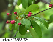 Decorative small-fruited apple tree Malus domestica Ola blooms. Стоковое фото, фотограф Валерия Попова / Фотобанк Лори