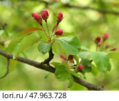 Decorative small-fruited apple tree Malus domestica Ola blooms on sunny day. Стоковое фото, фотограф Валерия Попова / Фотобанк Лори