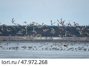 Frightened wild ducks flying chaotically /  Хаотически летящие дикие утки. Стоковое фото, фотограф Соловьёва Ирина / Фотобанк Лори