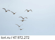 Летящие лебеди - кликуны. / Flying swans. Стоковое фото, фотограф Соловьёва Ирина / Фотобанк Лори