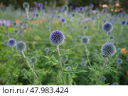 Echinops sphericalus. A closeup shot of Echinops setifer flowers in a garden. Стоковое фото, фотограф Василий Хомчин / Фотобанк Лори