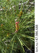 Цветение реликтовой Судакской сосны (сосна Станкевича, лат. Pinus brutia). Крым, апрель. Стоковое фото, фотограф Сергей Рыбин / Фотобанк Лори