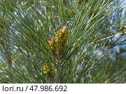 Цветение реликтовой Судакской сосны (сосна Станкевича, лат. Pinus brutia). Крым, апрель. Стоковое фото, фотограф Сергей Рыбин / Фотобанк Лори