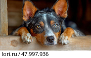 A dog with blue and brown fur rests its head on a wooden barrier, displaying curiosity and relaxation in a warm environment. Стоковое AI-изображение, AI-художник Данила Большаков / Фотобанк Лори