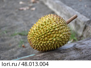 Экзотический фрукт дуриан / Durian Exotic fruit. Стоковое фото, фотограф Сергей Митрофанов / Фотобанк Лори