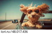 Dog in sunglasses on the road in the cabriolet, convertible car. travel concept. Собака в солнцезащитных очках на дороге в кабриолете, кабриолет. концепция путешествия. Стоковое AI-изображение, AI-художник Katsiaryna Repich / Фотобанк Лори