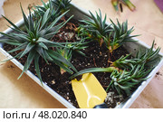 Spring replanting of indoor flowers. Replanting of Haworthiopsis - Haworthia Fasciata or Zebra Aloe plant, separation of new shoots. Стоковое фото, фотограф Ирина Буракова / Фотобанк Лори