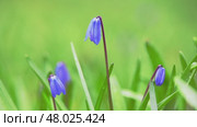 Close-up view of delicate siberian squill flowers emerging from vibrant green grass, showcasing the beauty of springtime renewal and natural growth in a meadow. Стоковое видео, видеограф Ольга Ильина / Фотобанк Лори