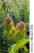 Purple Deadnettle (Lamium purpureum) Стоковое фото, фотограф Марина Володько / Фотобанк Лори
