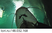 Large catfish swimming in green aquarium water with barbels extended. Стоковое видео, видеограф Mikhail Davidovich / Фотобанк Лори