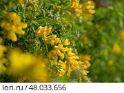 Yellow blooms of Teline osmariensis. Стоковое фото, фотограф Яков Филимонов / Фотобанк Лори