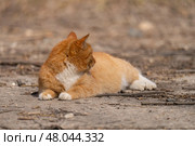 A red-haired cat on a walk on a sunny spring day. Стоковое фото, фотограф ~✿Eлена Челышева(Кочина)✿~ / Фотобанк Лори