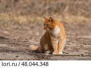 A red-haired cat on a walk on a sunny spring day. Стоковое фото, фотограф ~✿Eлена Челышева(Кочина)✿~ / Фотобанк Лори
