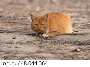 A red-haired cat on a walk on a sunny spring day. Стоковое фото, фотограф ~✿Eлена Челышева(Кочина)✿~ / Фотобанк Лори
