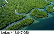 conservation mangrove forest landscape ai generated. Стоковое AI-изображение, AI-художник Vectorwin / Фотобанк Лори