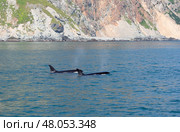 Касатка Камчатка. Стоковое фото, фотограф Елена Троян / Фотобанк Лори