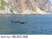 Касатка Камчатка. Стоковое фото, фотограф Елена Троян / Фотобанк Лори