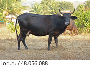 Черная корова в поле облизывает нос под солнечным небом в Индии Black Cow in Field Licking Nose Under Sunny Sky in India (2018 год). Стоковое фото, фотограф Соболева Наталия / Фотобанк Лори