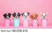 Adorable Puppies in Pink and Blue Buckets: A Cute Pet Photography Composition. Стоковое AI-изображение, AI-художник Данила Большаков / Фотобанк Лори