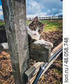 Шкодливый взгляд: кот на заборе заигрывает с камерой. Стоковое фото, фотограф Юлия Дворецкая / Фотобанк Лори