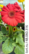 _cuvaГербера Джемсона (Gerbera jamesonii), красная. Ярко-красная гербера Джемсона с плотным центром и радиально расходящимися лепестками. Цветок растёт в горшке и окружён зелёными листьями с чёткими жилками. Стоковое фото, фотограф Анна Чижова / Фотобанк Лори