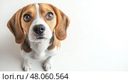 A cute little puppy looking up at the camera. creative banner with copy space. Маленький милый щенок смотрит в камеру. Креативный баннер. Стоковое AI-изображение, AI-художник Katsiaryna Repich / Фотобанк Лори