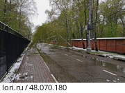 Последствия снегопада 2 мая 2025 года. Упавшее от снега дерево, которое оборвало провода и перегородило дорогу. Нагорное шоссе, Новые Химки. Стоковое фото, фотограф Александр Замараев / Фотобанк Лори