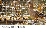 Yellow ducklings on the pond bask in the sun. Стоковое фото, фотограф Igor Skripachev / Фотобанк Лори