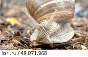 Snail or mucus on the forest path. Стоковое фото, фотограф Igor Skripachev / Фотобанк Лори