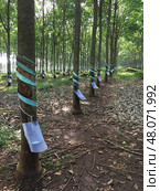 Rubber tree plantation (2017 год). Стоковое фото, фотограф Александр Подшивалов / Фотобанк Лори